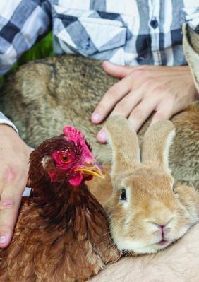 Agrandir l'image, fenêtre modale