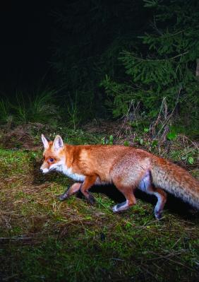 Agrandir l'image, fenêtre modale